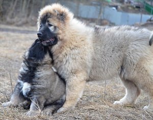 Кавказская овчарка и алабай помесь