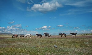 Конь в степи