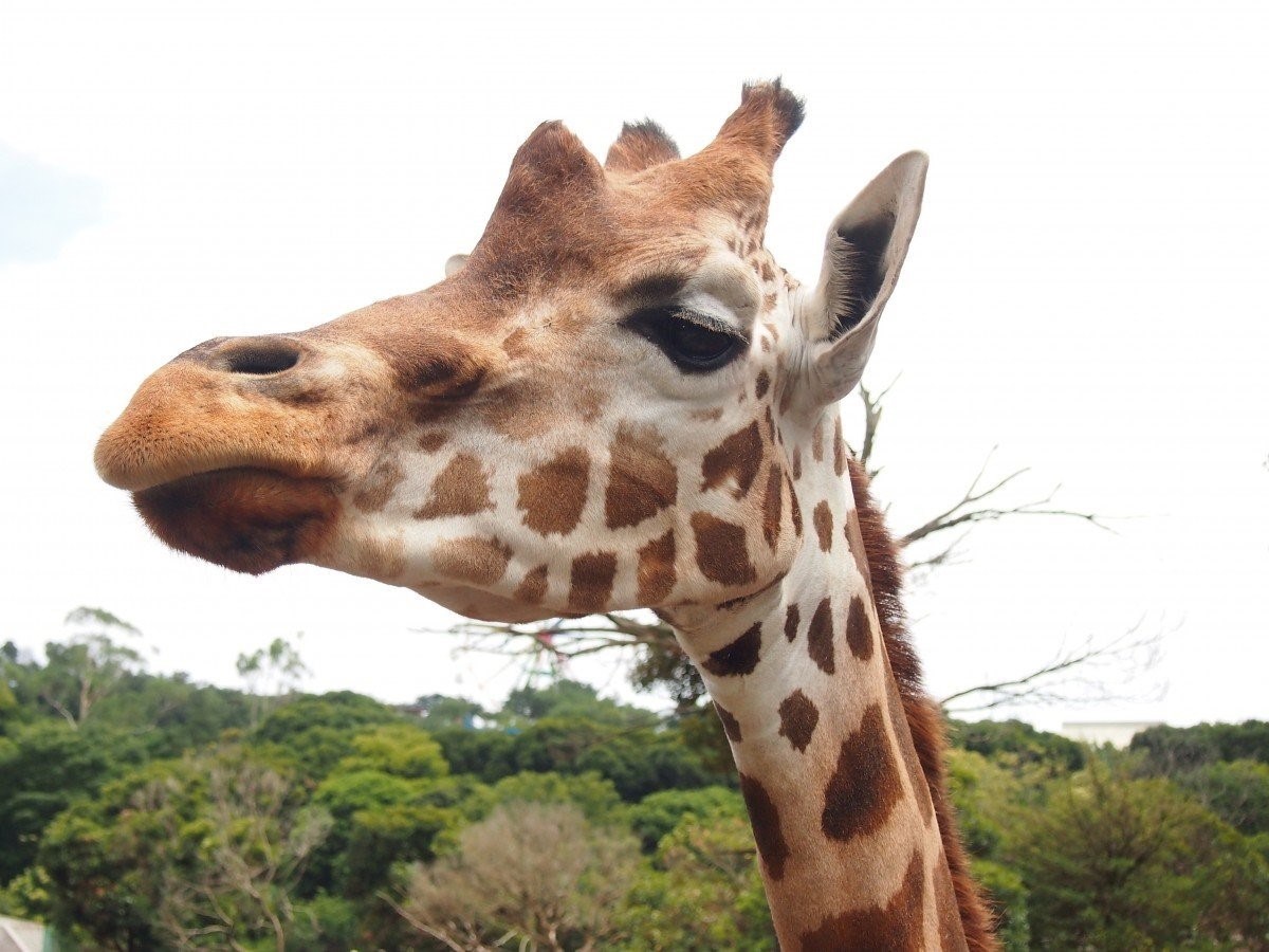Длинный язык жирафа. Ангольский Жираф. Прикольный Жираф. Жираф фото. Пятнистый Жираф.
