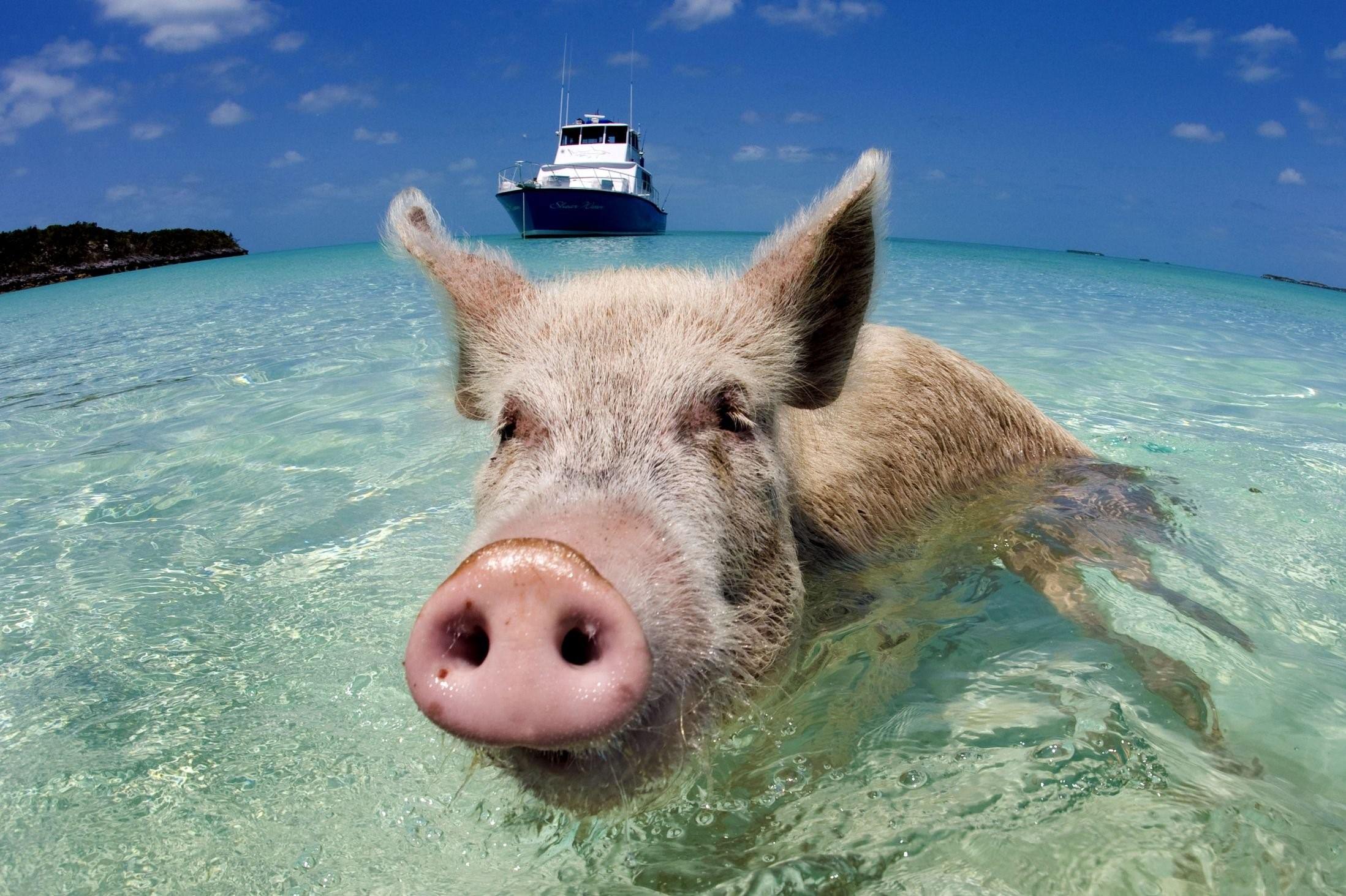 Смешные свинки видео. Свиньи. Свинка на море. Свинья на море. Хрюшка на море.
