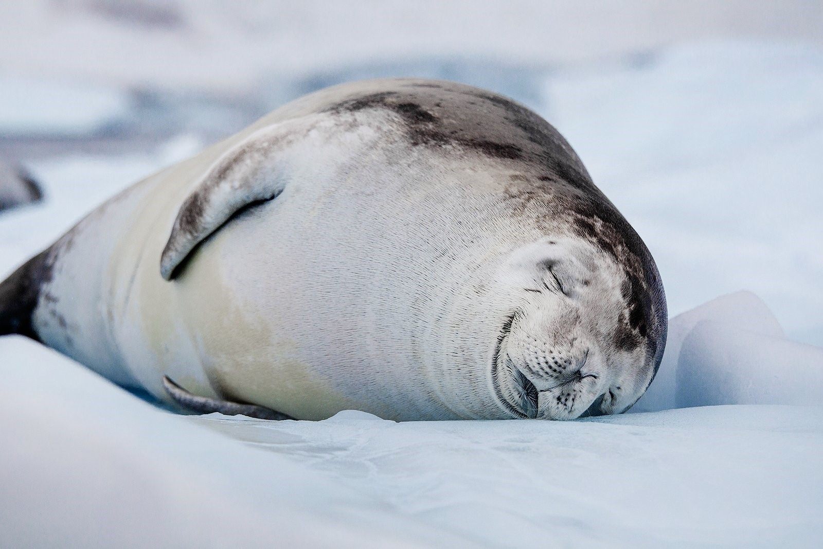 Тюлен вый. Тюлень-крабоед. Тюлень крабоед в Антарктиде. Морской леопард в Антарктиде. Тюлень Уэдделла в Антарктиде.