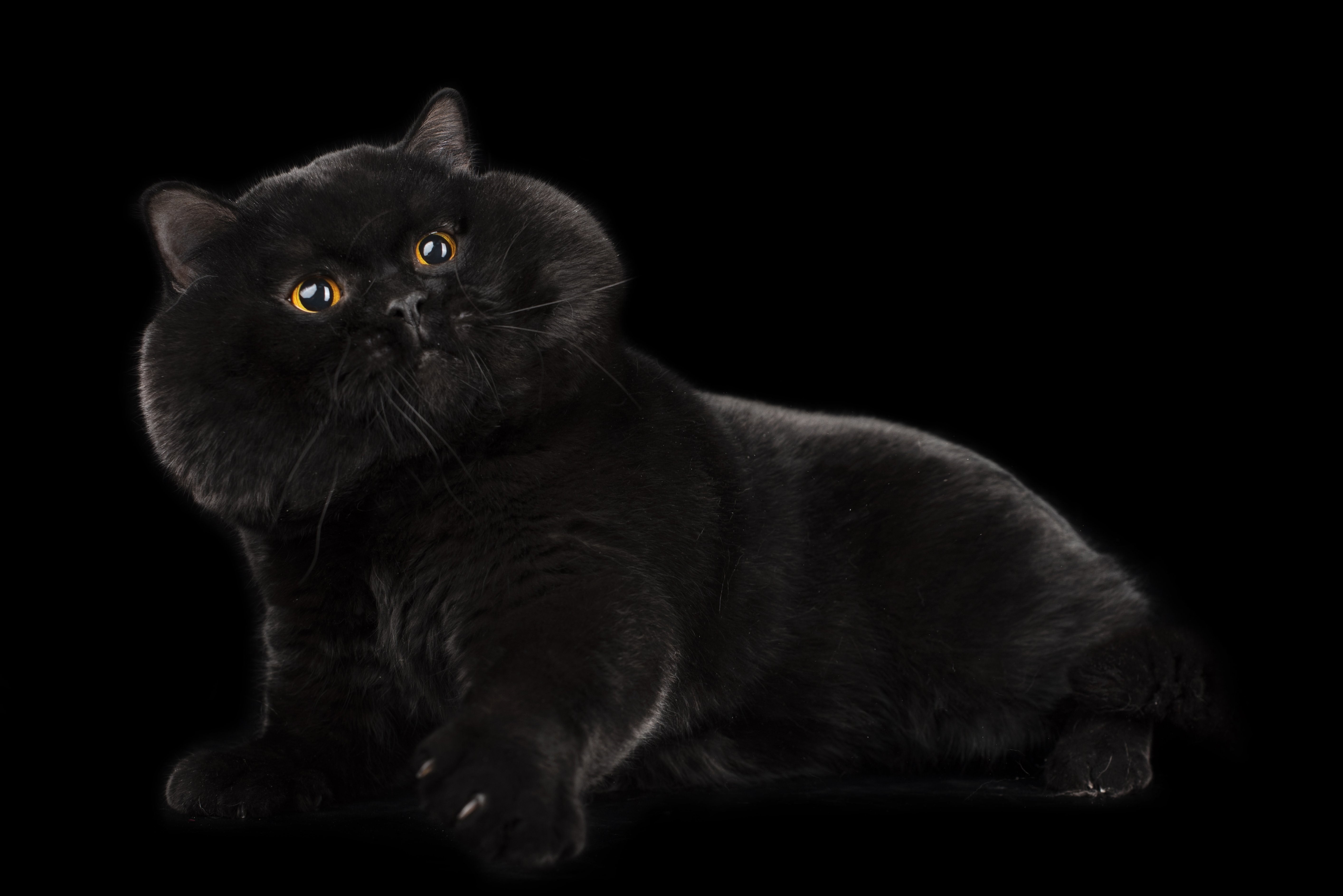 фото черного котенка британца