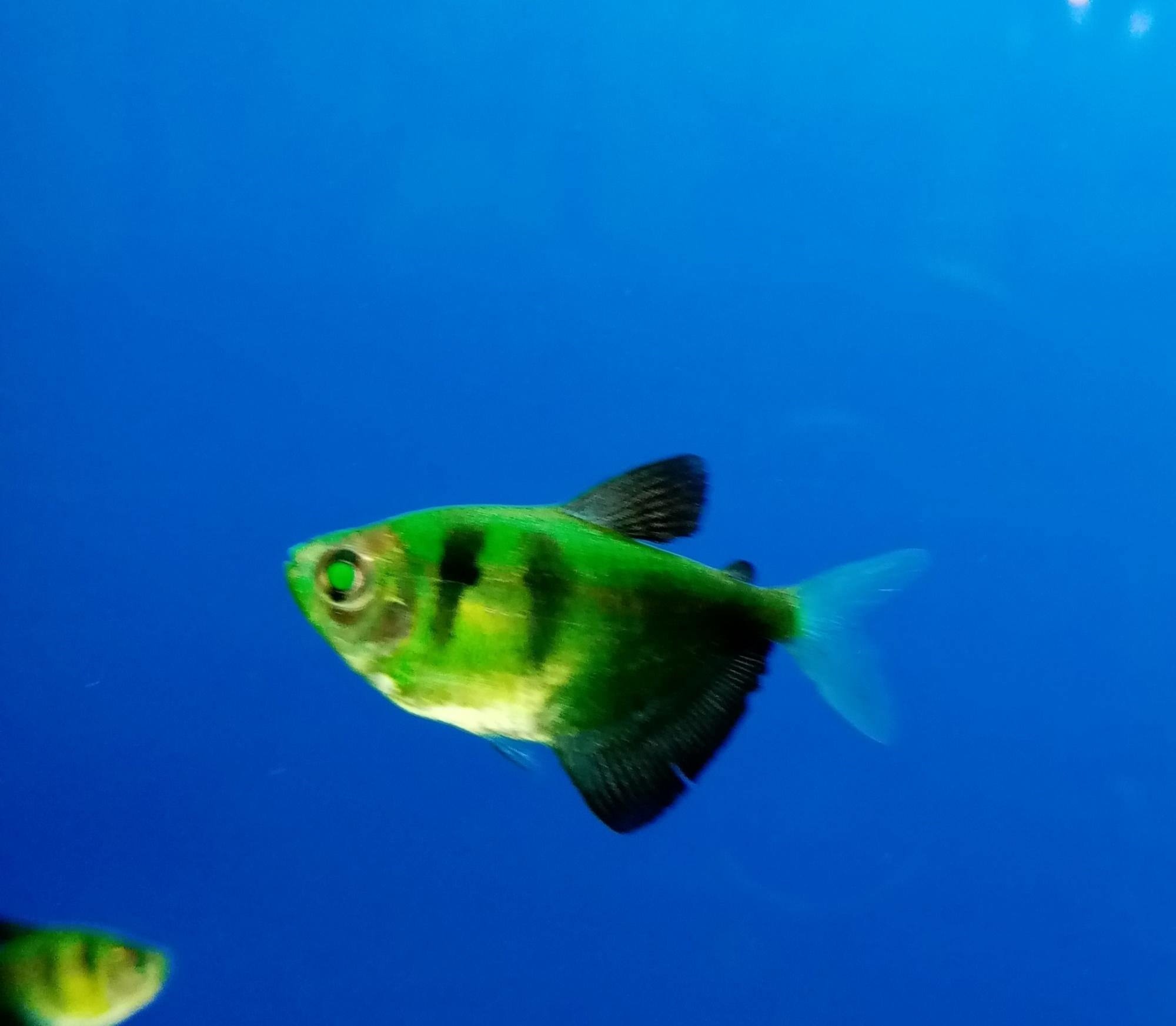 Зеленые аквариумные рыбки. Тернеция Карамелька зеленая. Рыбки Тернеция гло. Тернеция флуоресцентная рыбка. Тернеция глофиш.
