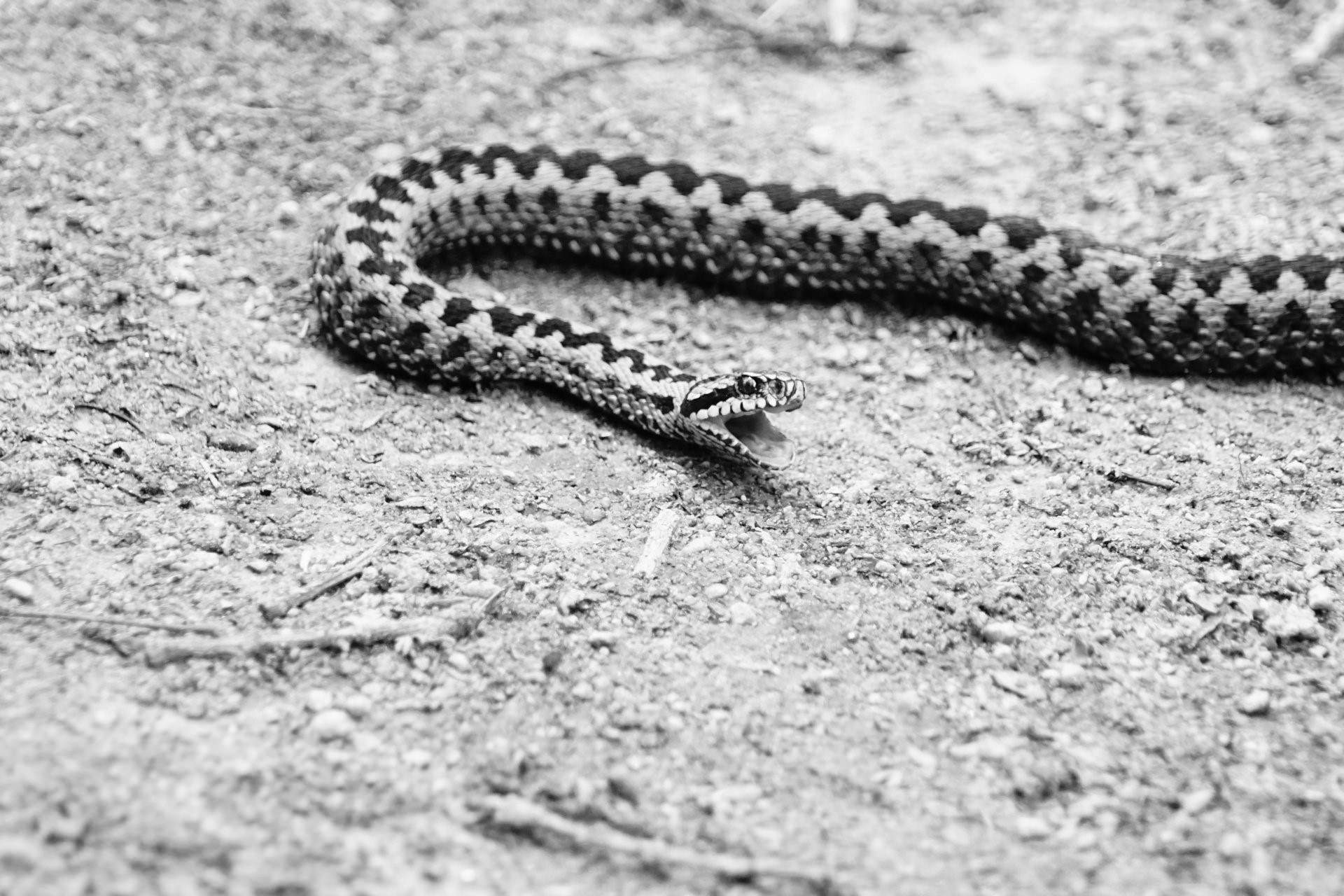 Шахматная змея фото ядовитая или нет