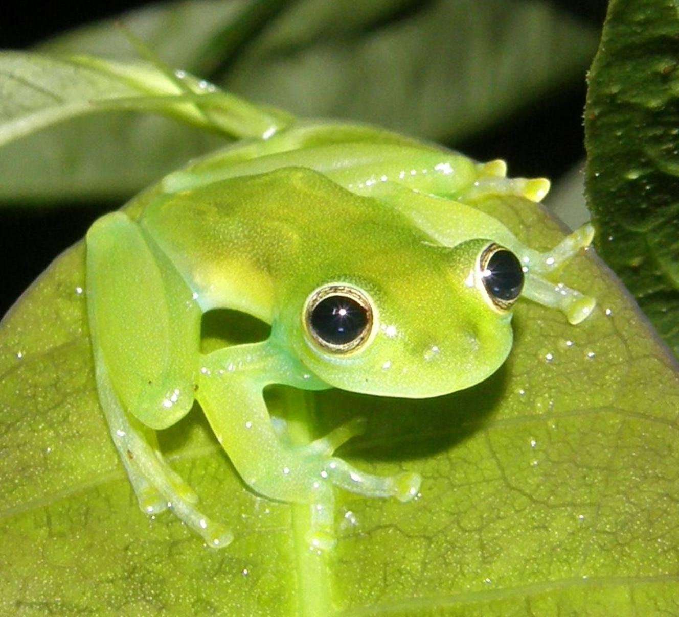 Какие бывают лягушки и жабы фото и названия