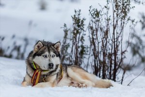 Чистокровные хаски