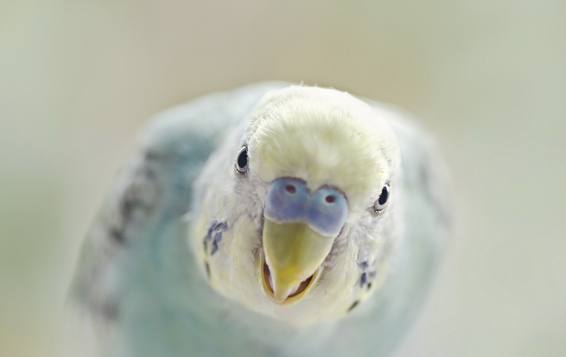 Смешной белый волнистый попугай