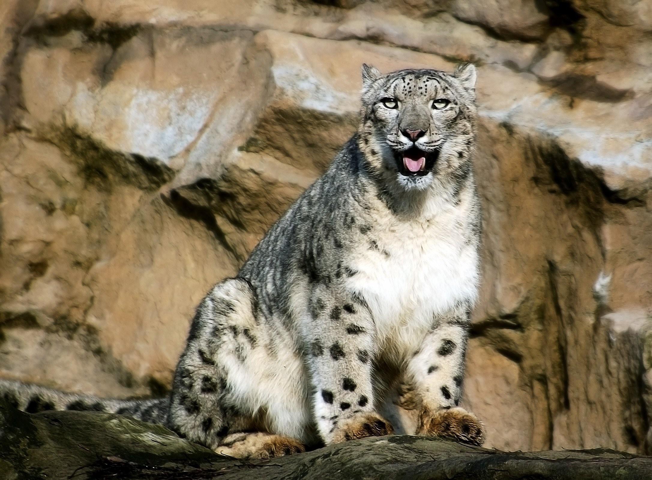 Русские барсы. - Снежный Барс (Panthera uncia. Снежный Барс Иркутск. Снежный Барс осетин. Снежный Барс Алания.