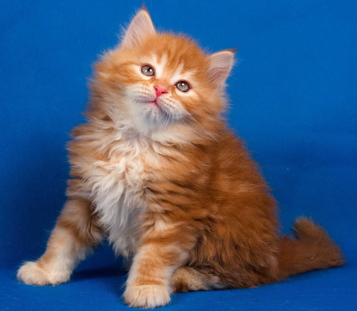 Кошки купить в московском. Шотландский хайленд страйт рыжий. Кот хайленд страйт рыжий. Сибирский кот короткошерстный рыжий. Сибирская кошка рыжая короткошерстная.