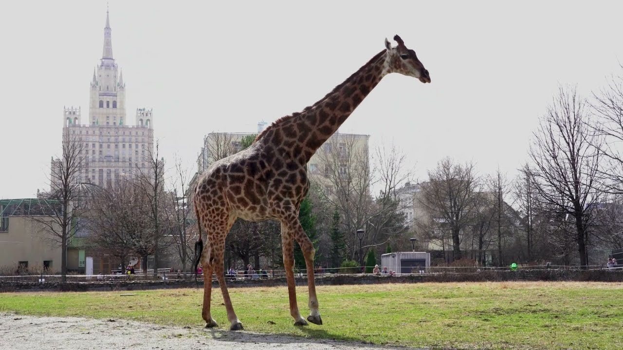Жираф в зоопарке сколько лет. Жираф в Московском зоопарке.