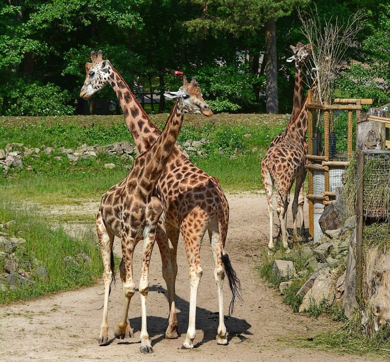 Жираф в зоопарке сколько лет. Жираф в Московском зоопарке.