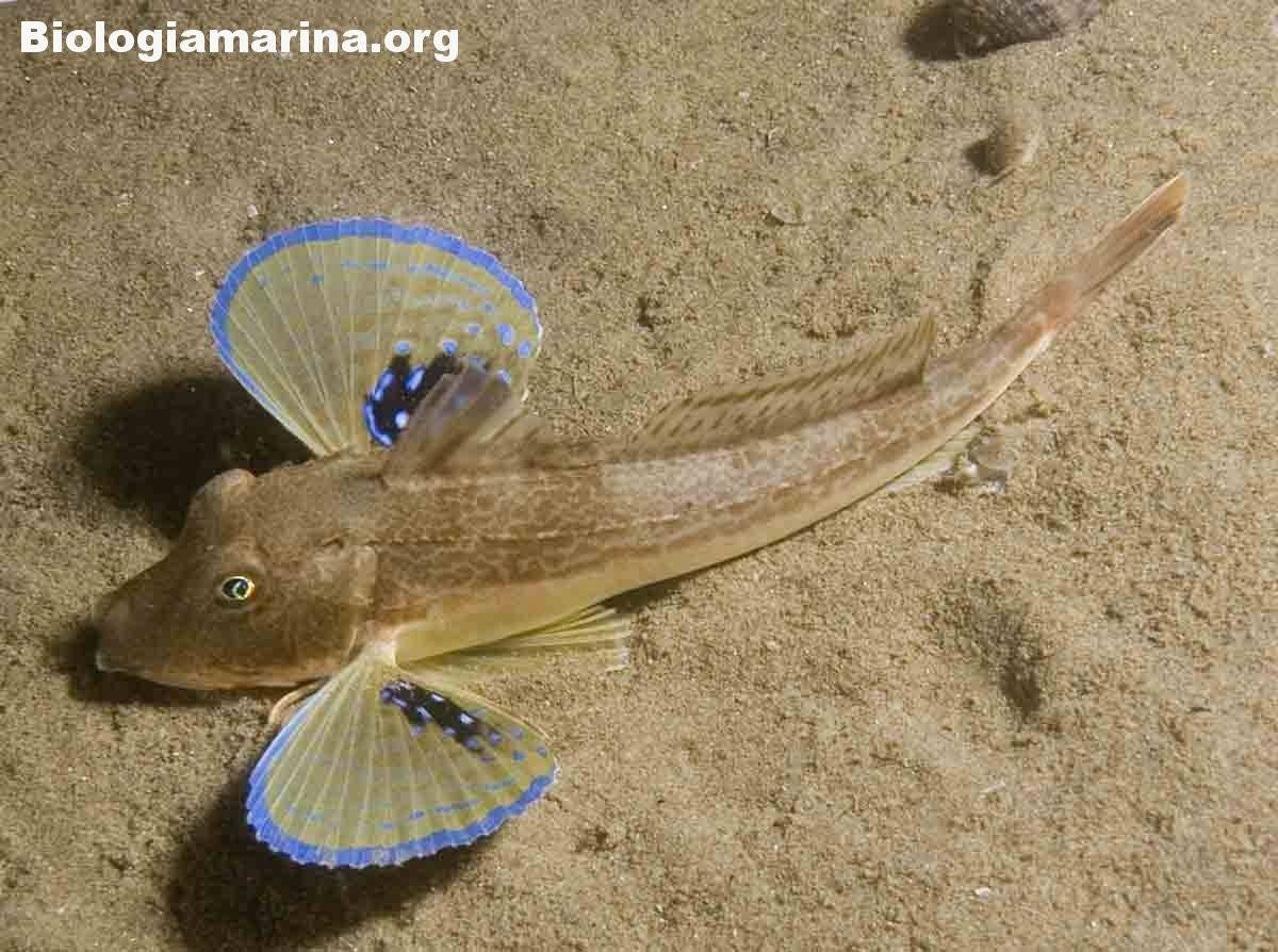 морской петух черное море рыба