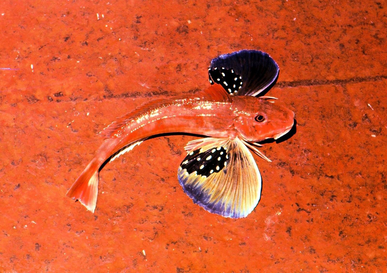 черное море рыба петух