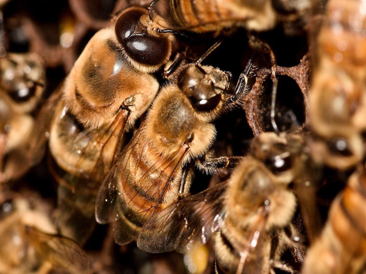 Жизнь пчел рабочих. Пчелиный трутень. Трутень пчела. Пчеломатка трутень. Среднерусская пчела трутень.