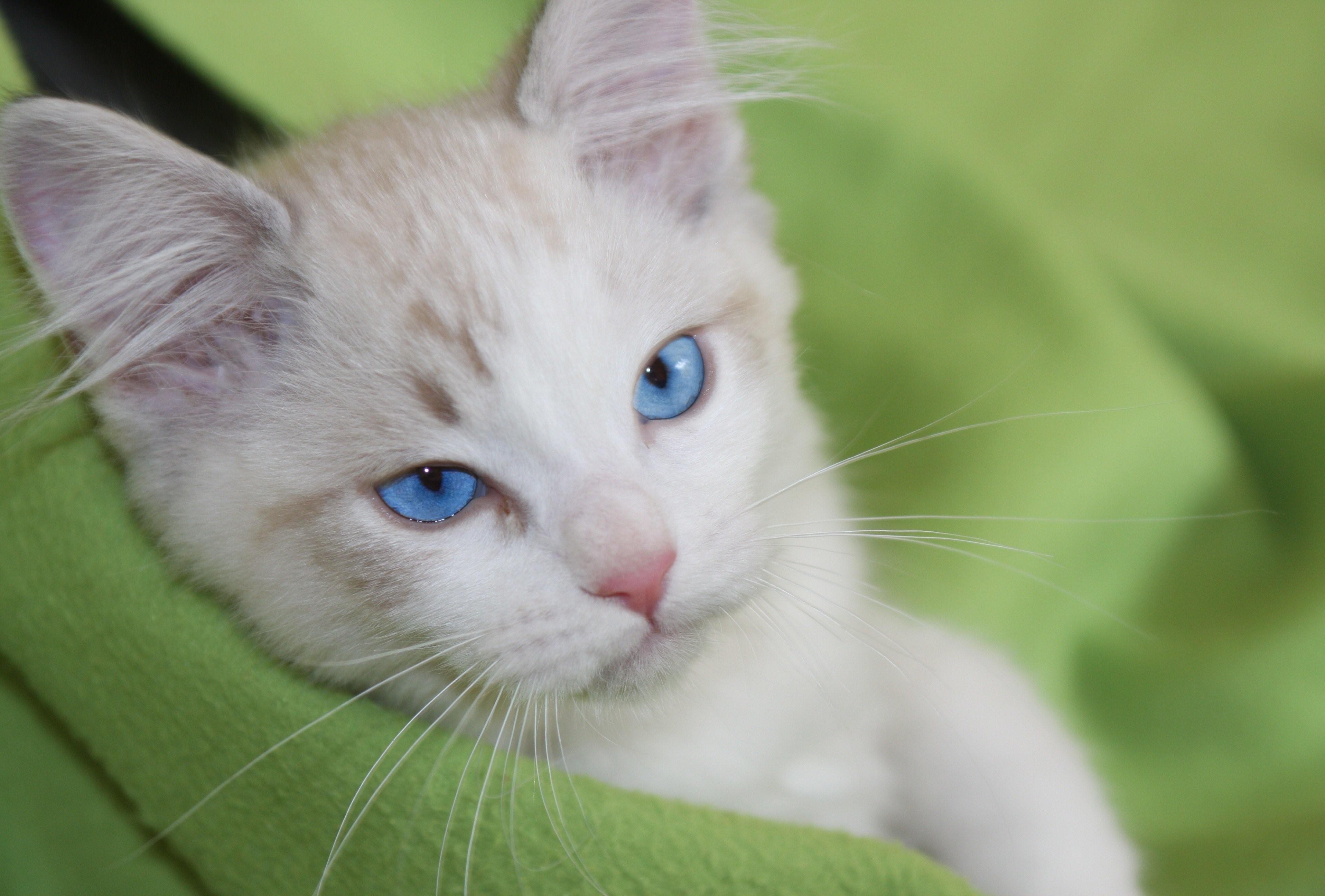 Белый кот с голубыми глазами фото