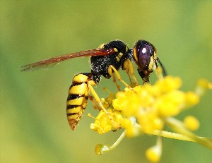 Оса европейский филант