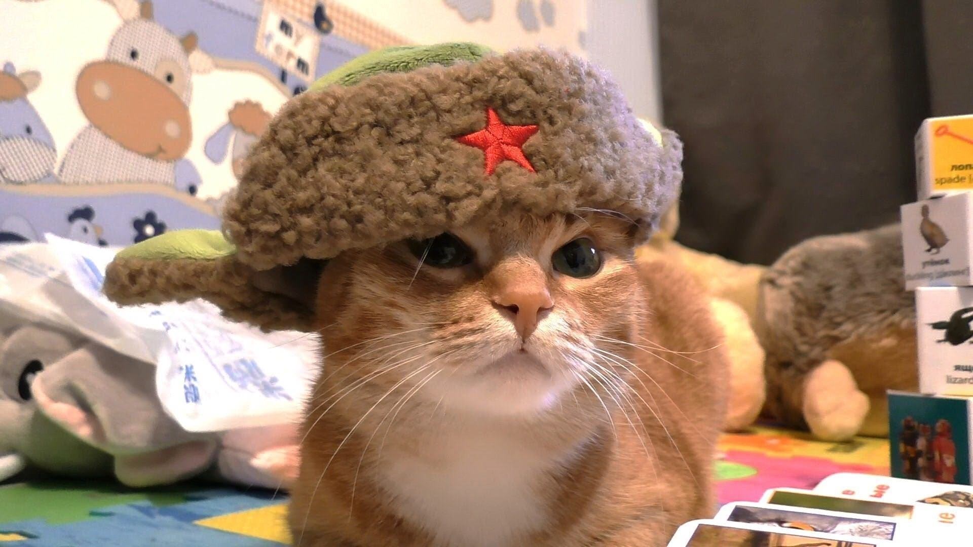 Фото кота ссср