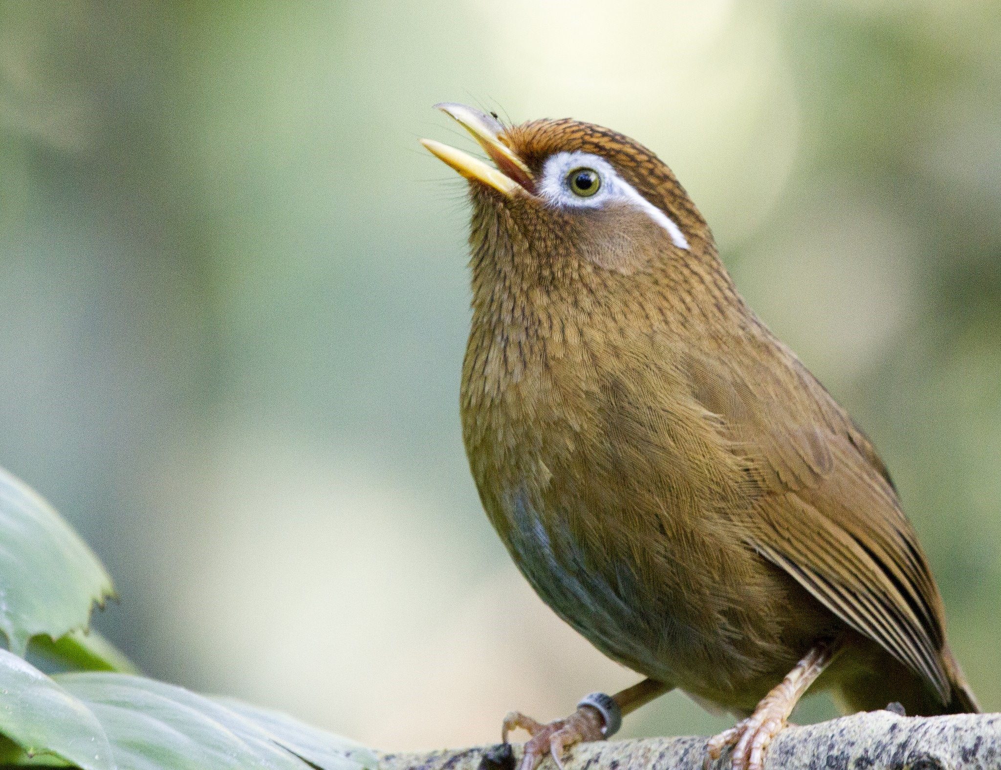 Garrulax canorus