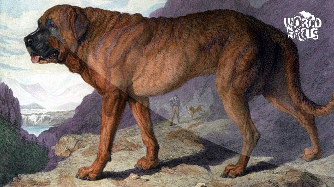 Древние породы собак с фотографиями и названиями