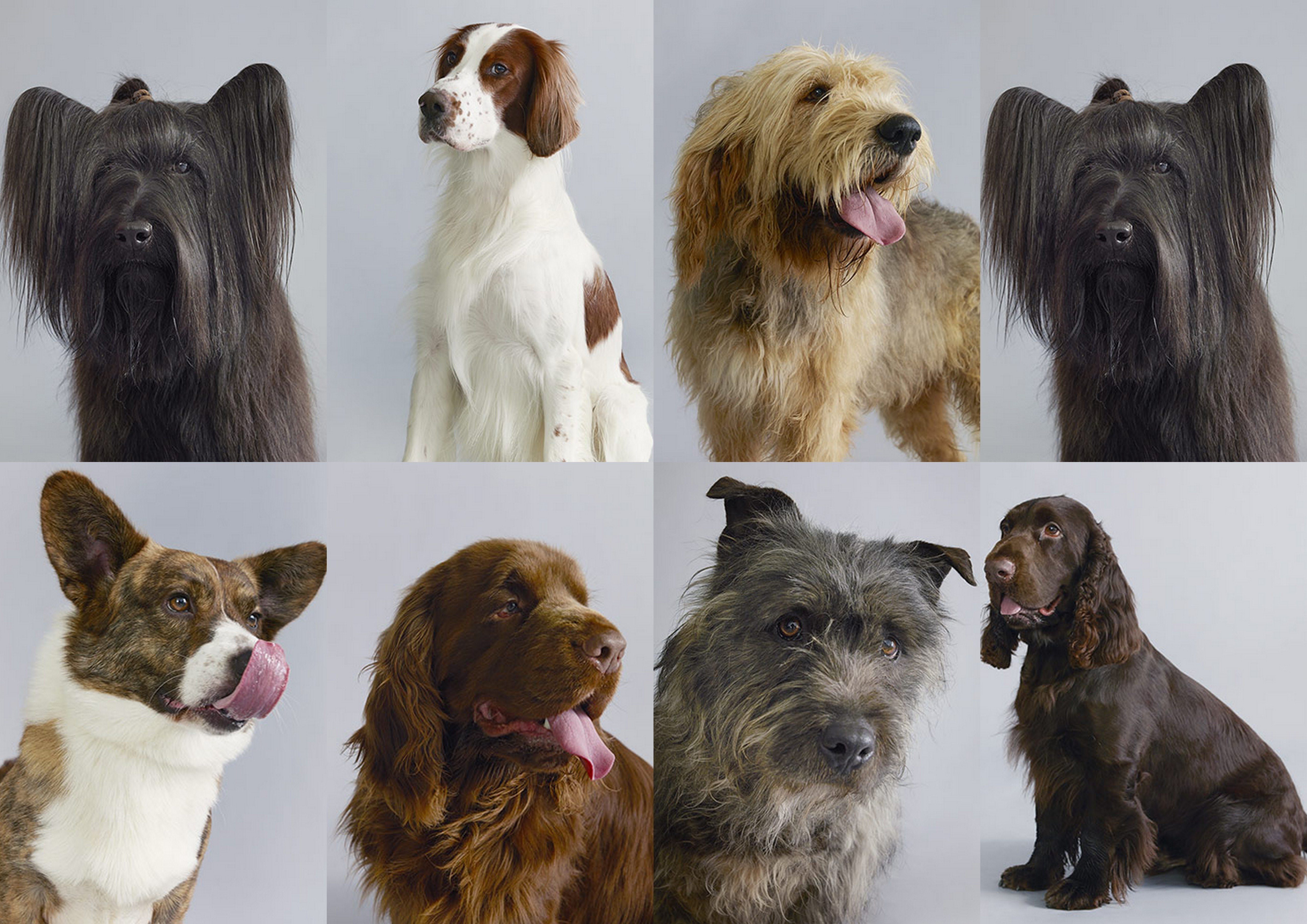вымершие породы собак фото с названиями