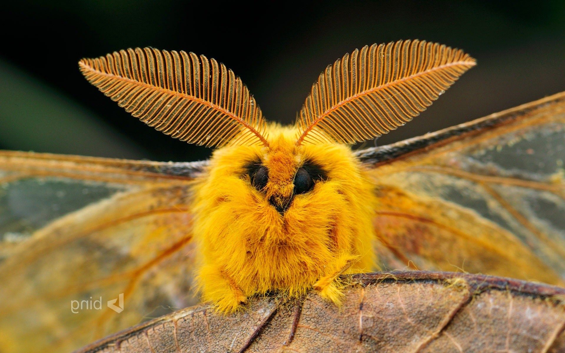 Фруктовая моль. Венесуэльский пуделевый мотылек тутовый шелкопряд. Пуделевый мотылек. Мохнатая бабочка. Фруктовая моль фото.
