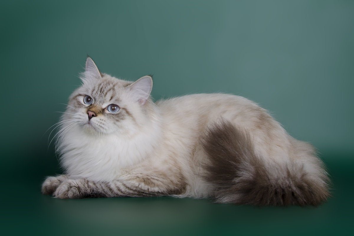 Кот порода невский маскарадный фото