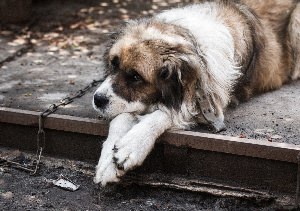 Бездомные собаки до слёз