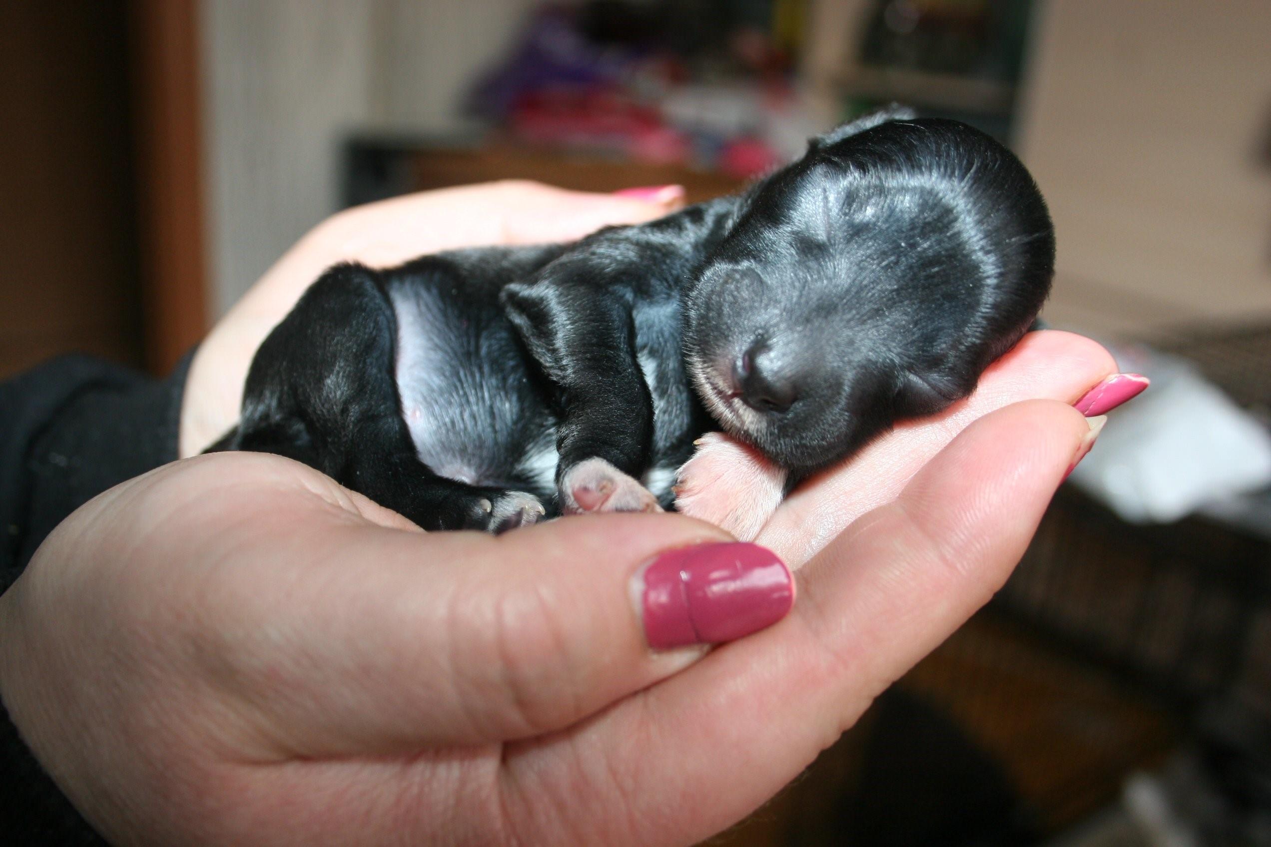 Новорожденные щенки йоркширского терьера фото по дням