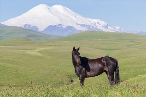 Черкесская лошадь