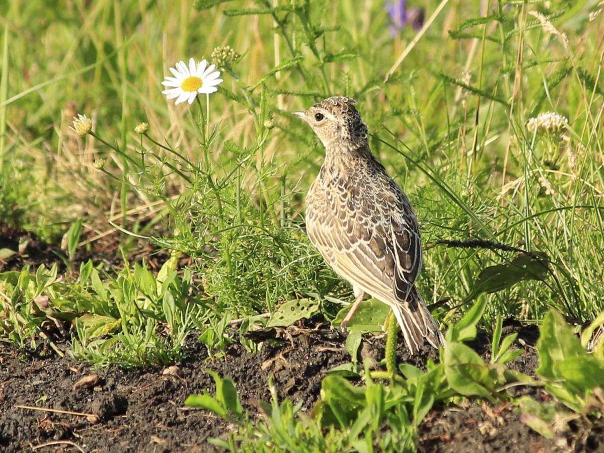 Поле птицы фото