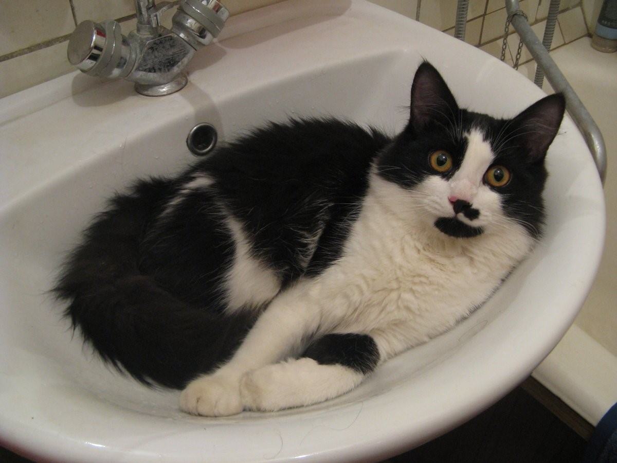 Кошка купается в раковине