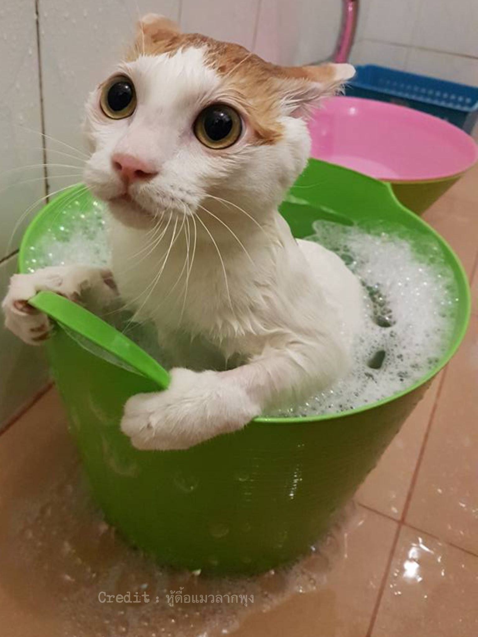 Котик в ванне. Котик в ванной. Кот в ванне. Смешной кот в ванной.