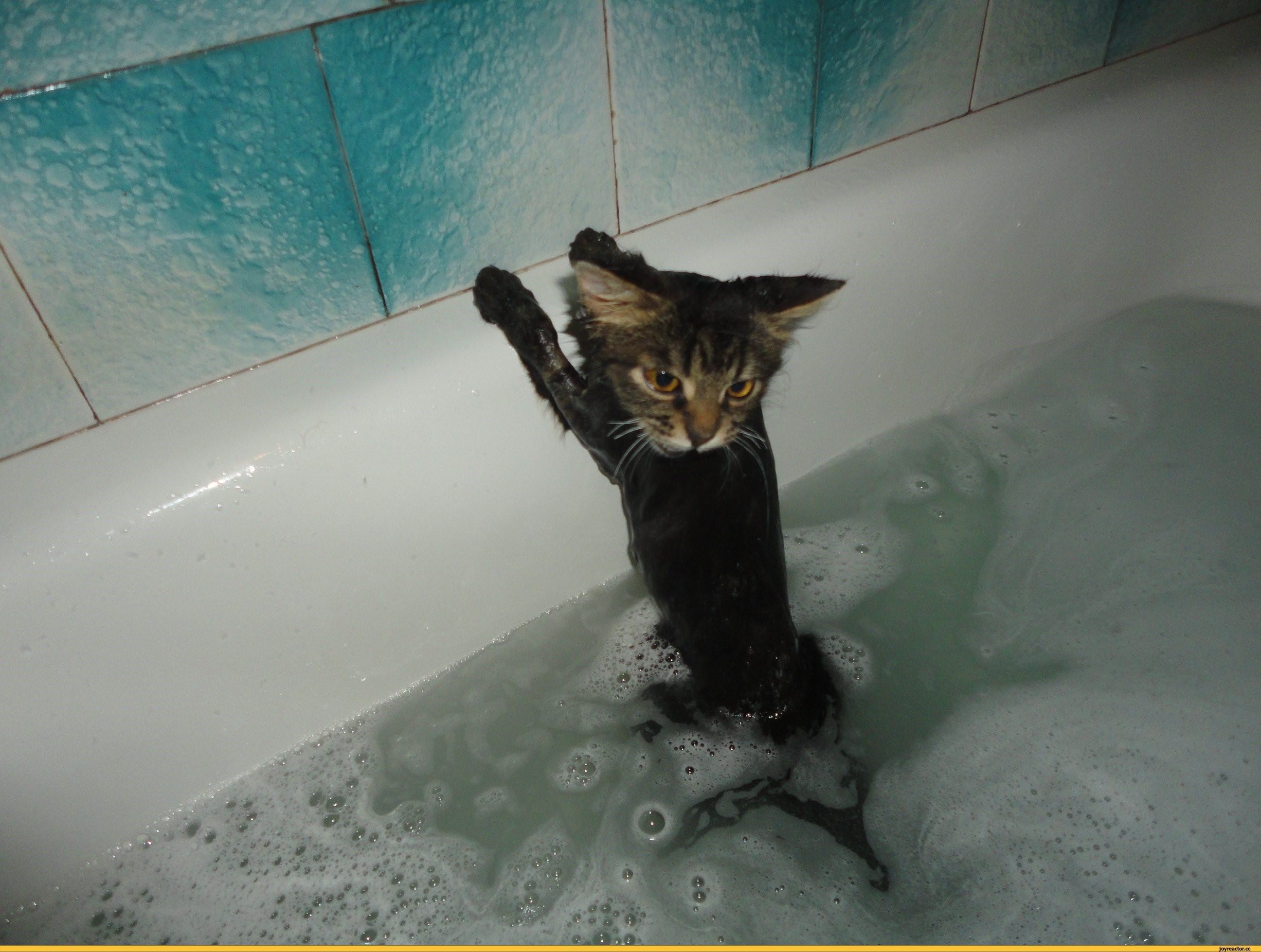Котик в ванне. Котик в ванной. Кошка в ванной. Кот купается. Котенок в ванне.