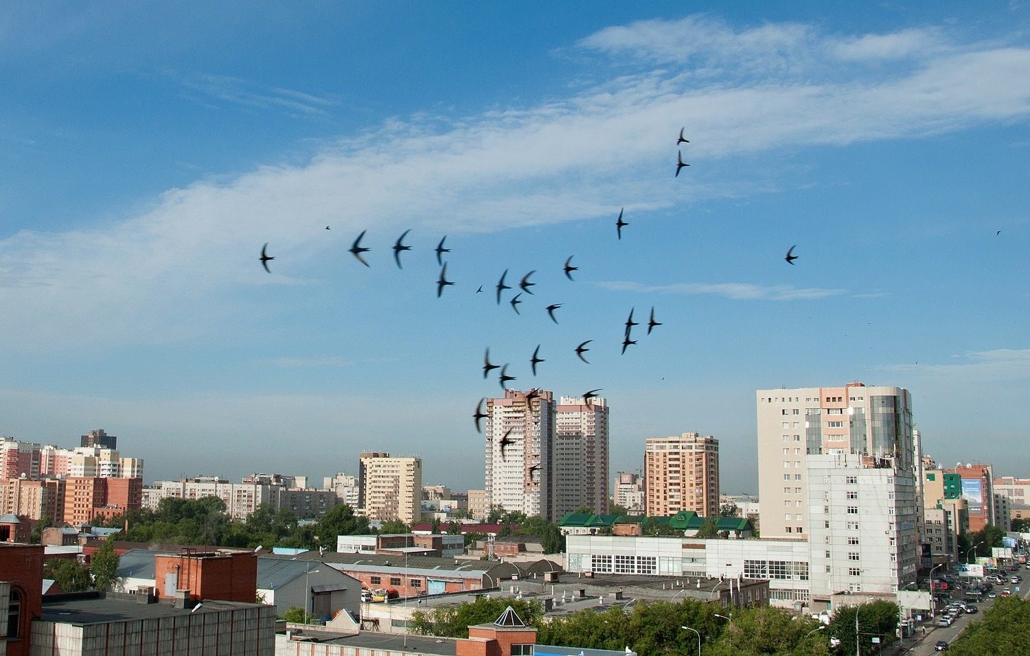 Птицы в городе москва фото