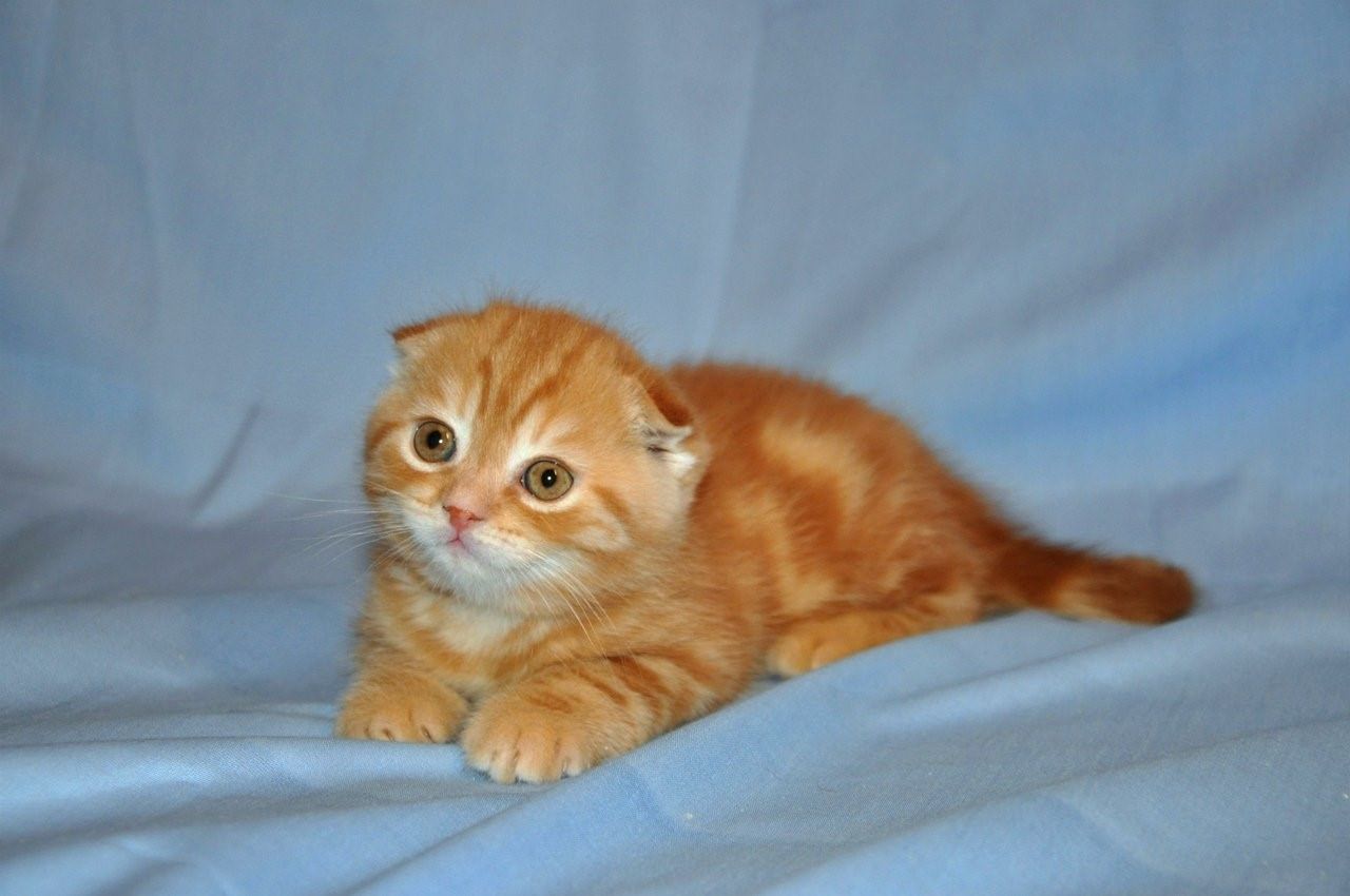Скоттиш фолд рыжий котенок