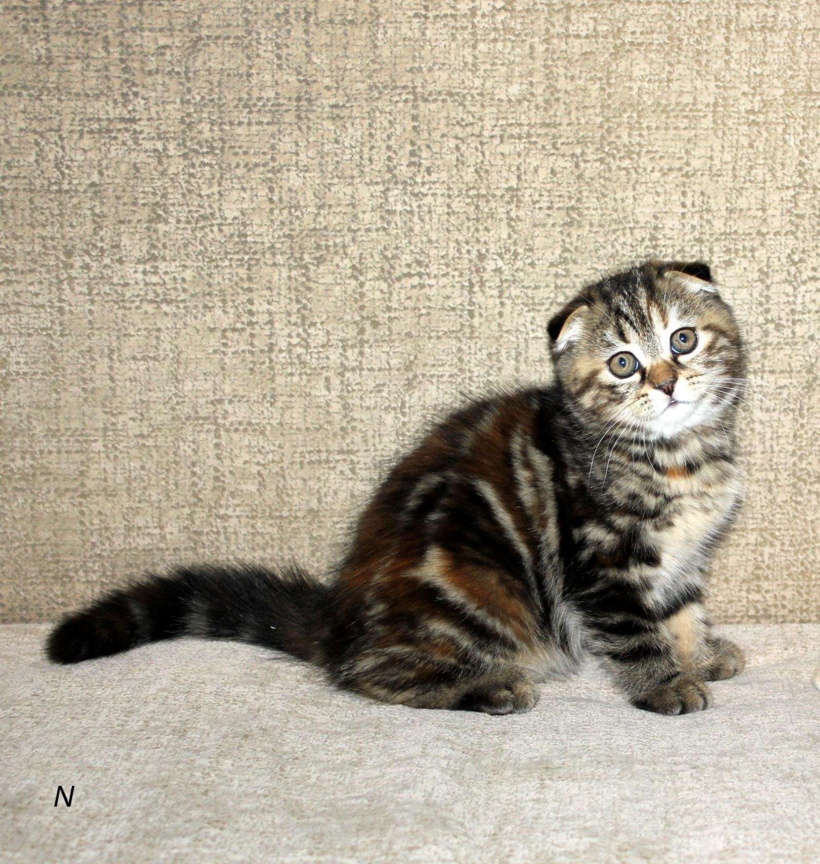 шотландские котята окрасы фото и названия