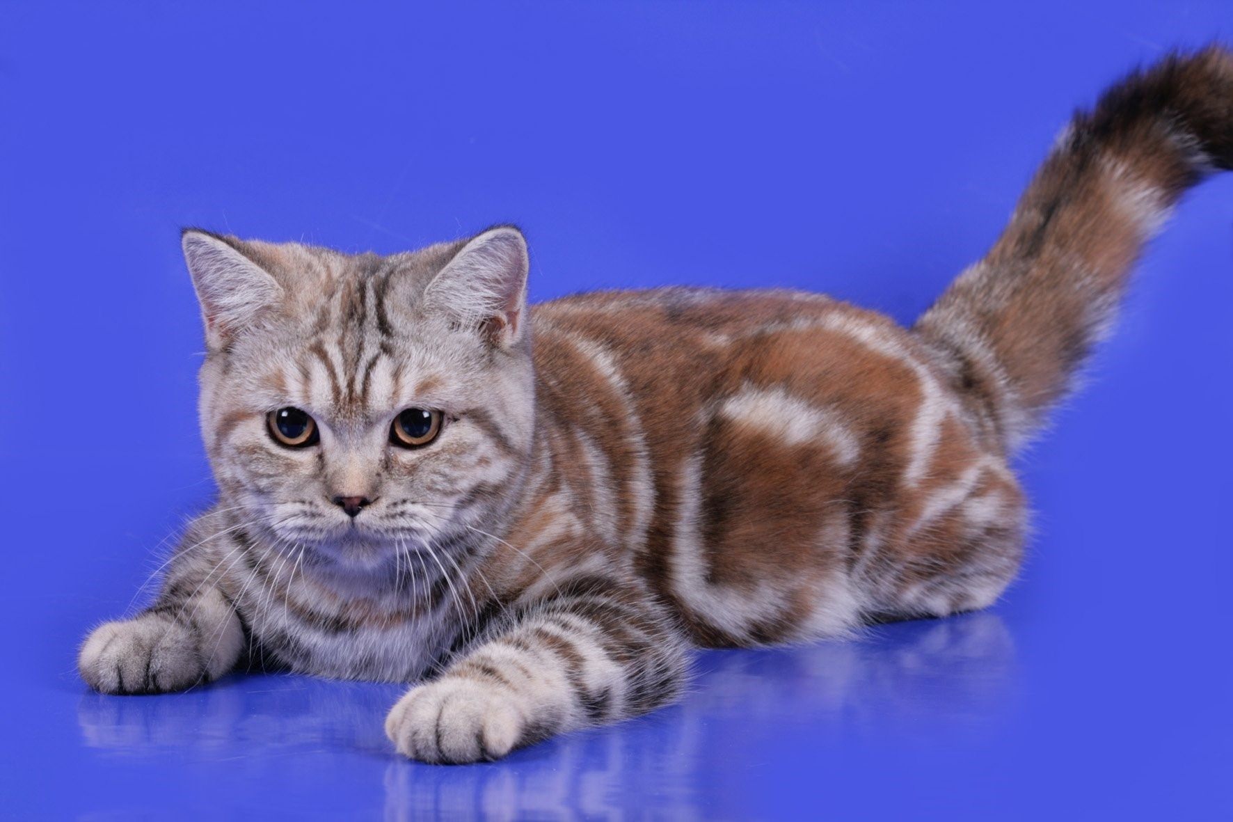 Окрас табби у кошек шотландской породы фото и названия