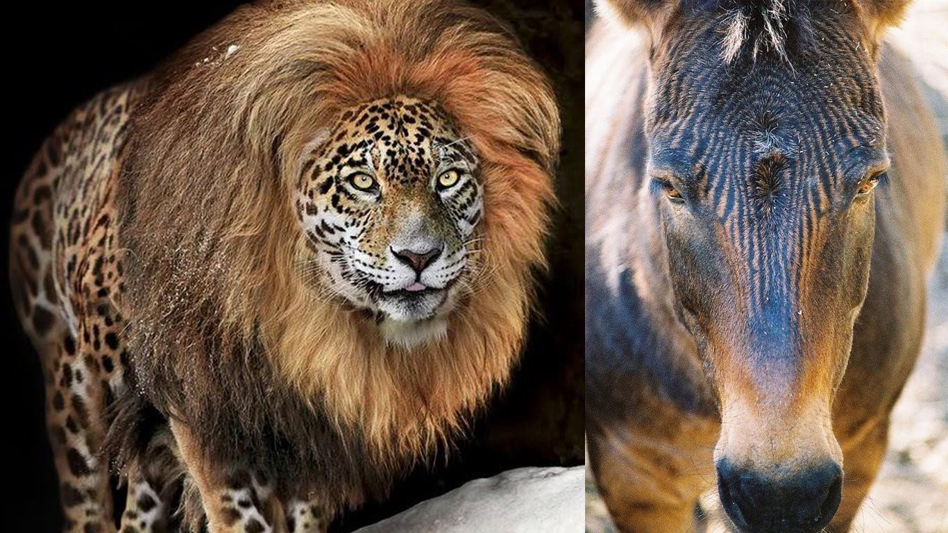 Чей гибрид. Смесь животных. Животные гибриды. Гибриды Львов и тигров. Скрещенные животные реальные.