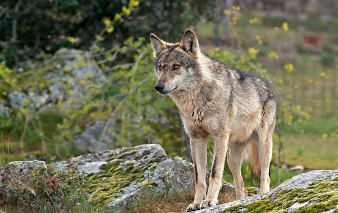 Волк Скалистых Гор
