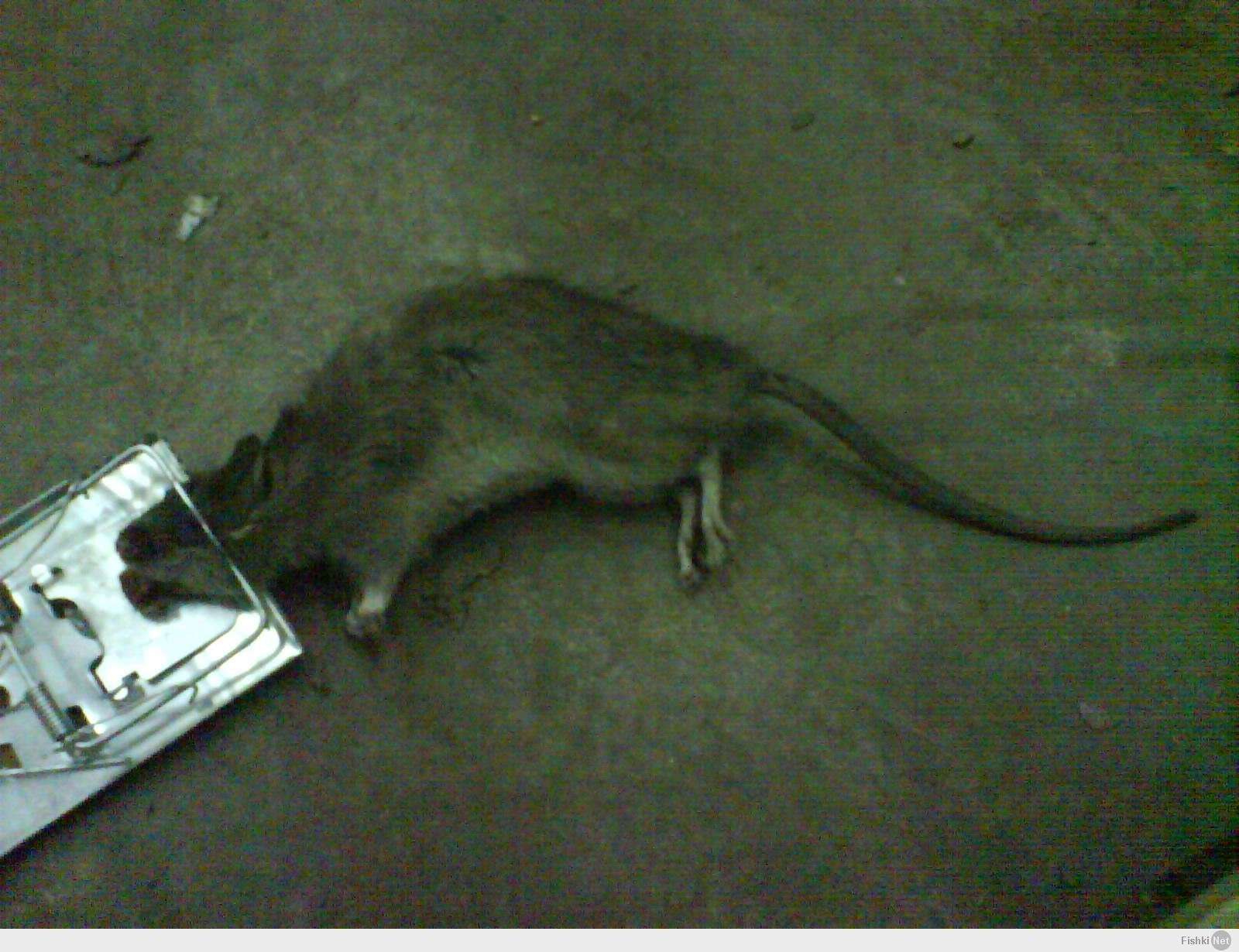фото мыши в метро