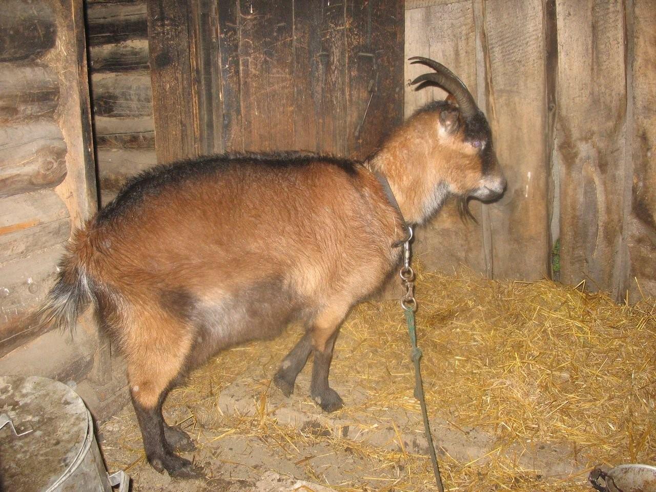 Беременна ли коза. Коза беременность 4 месяца. Первая беременность козы.