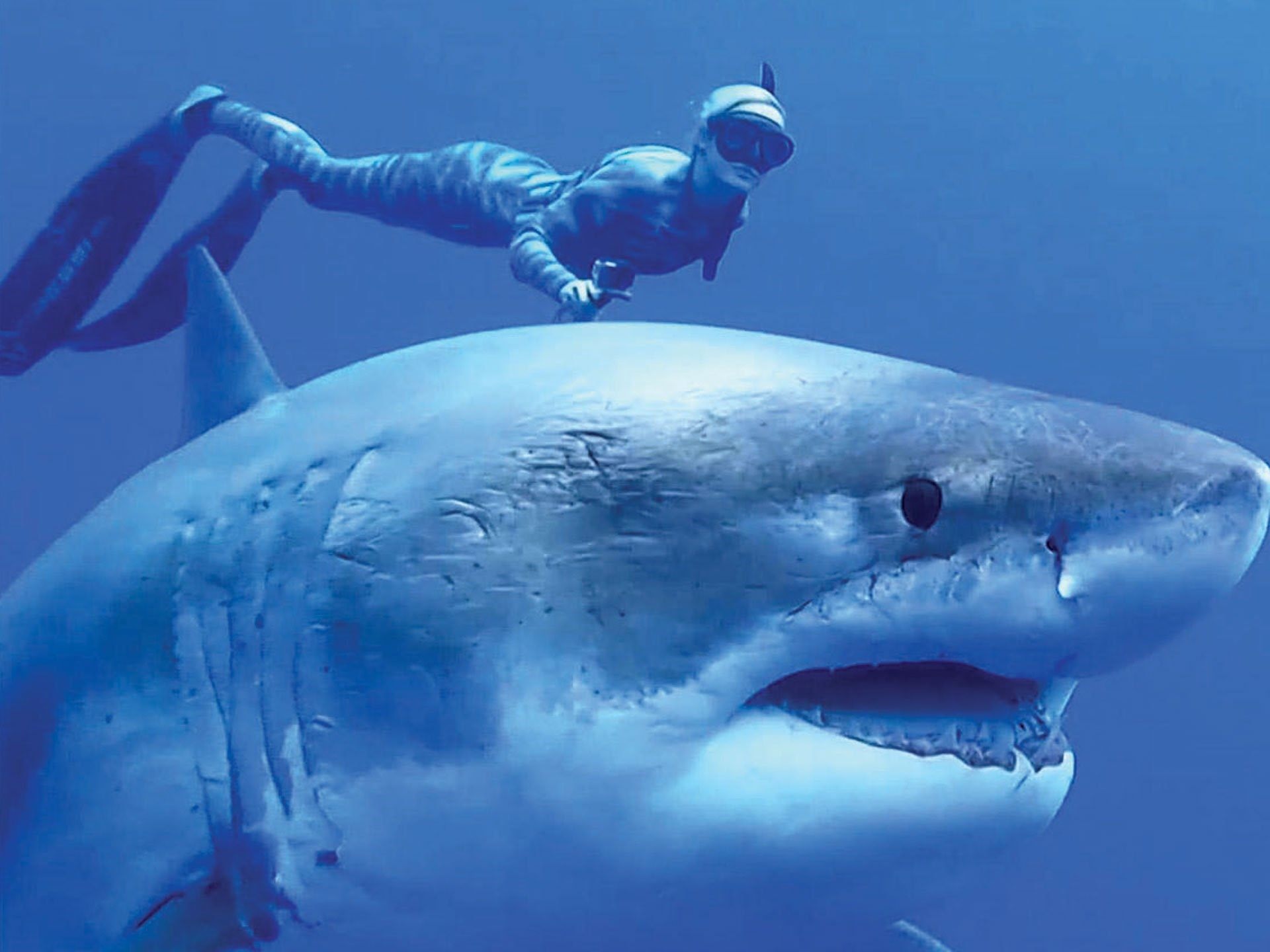 акула фотографии самая большая