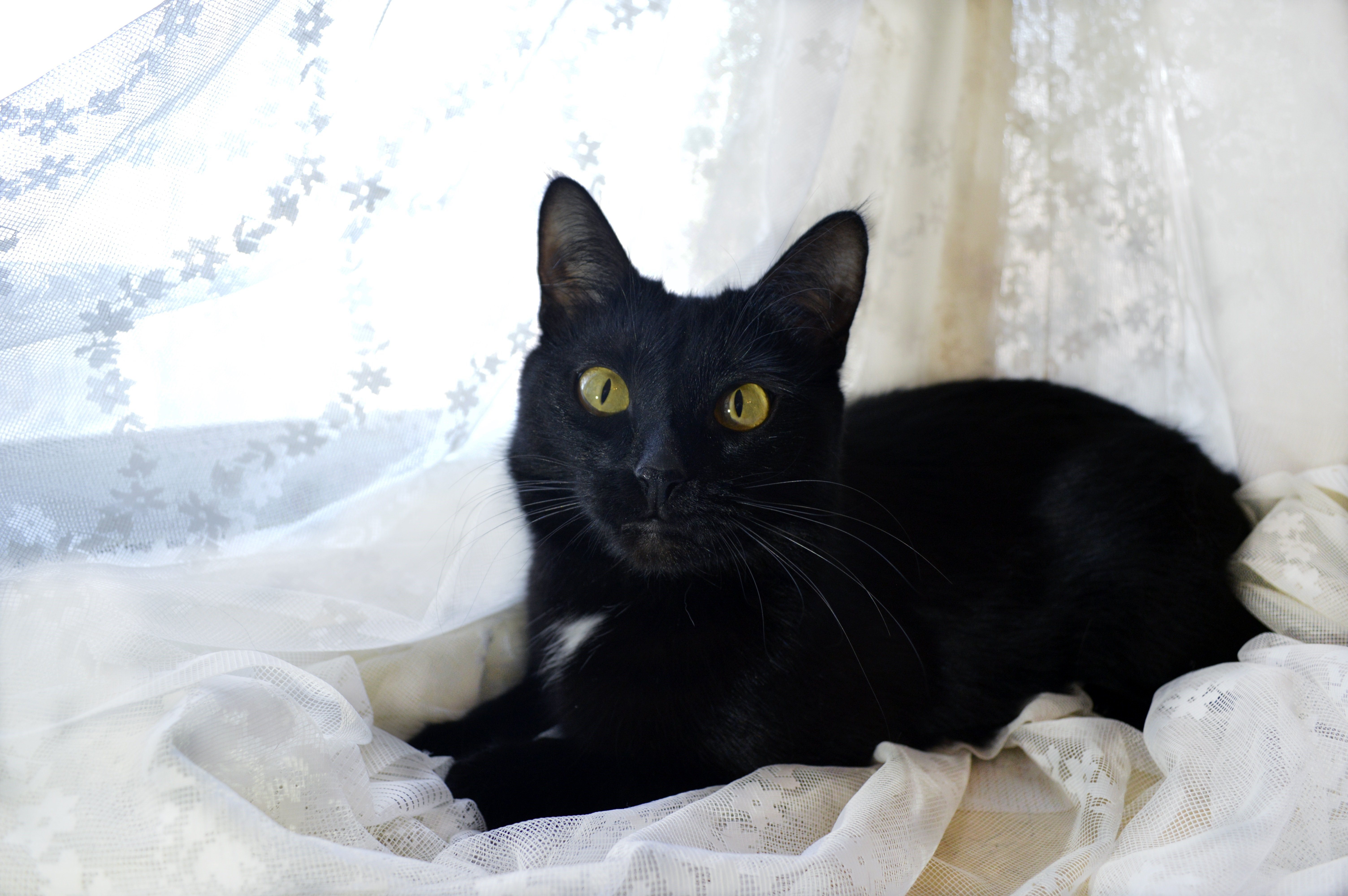 Черная кошка 18 фото
