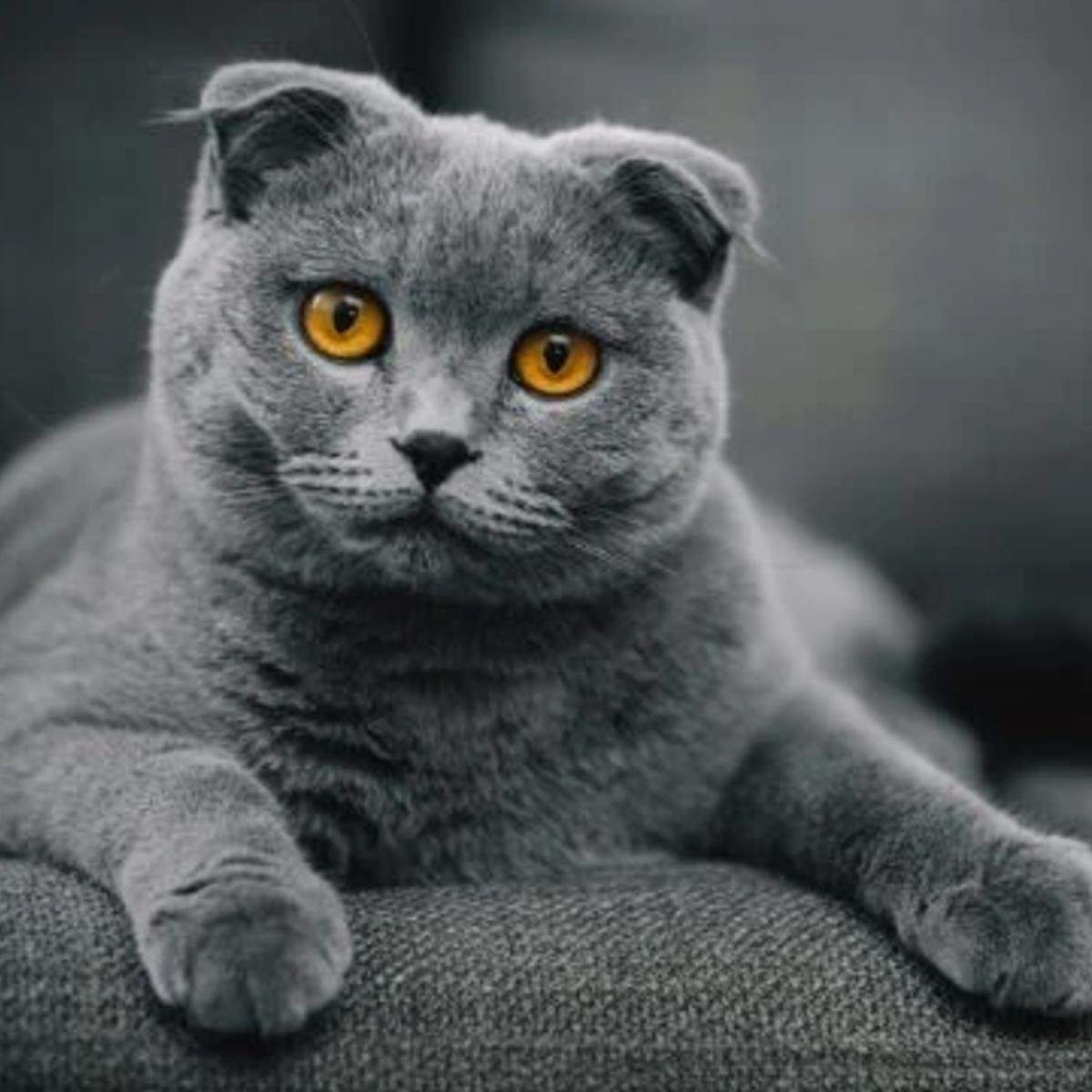 Шотландская кошка с оранжевыми глазами