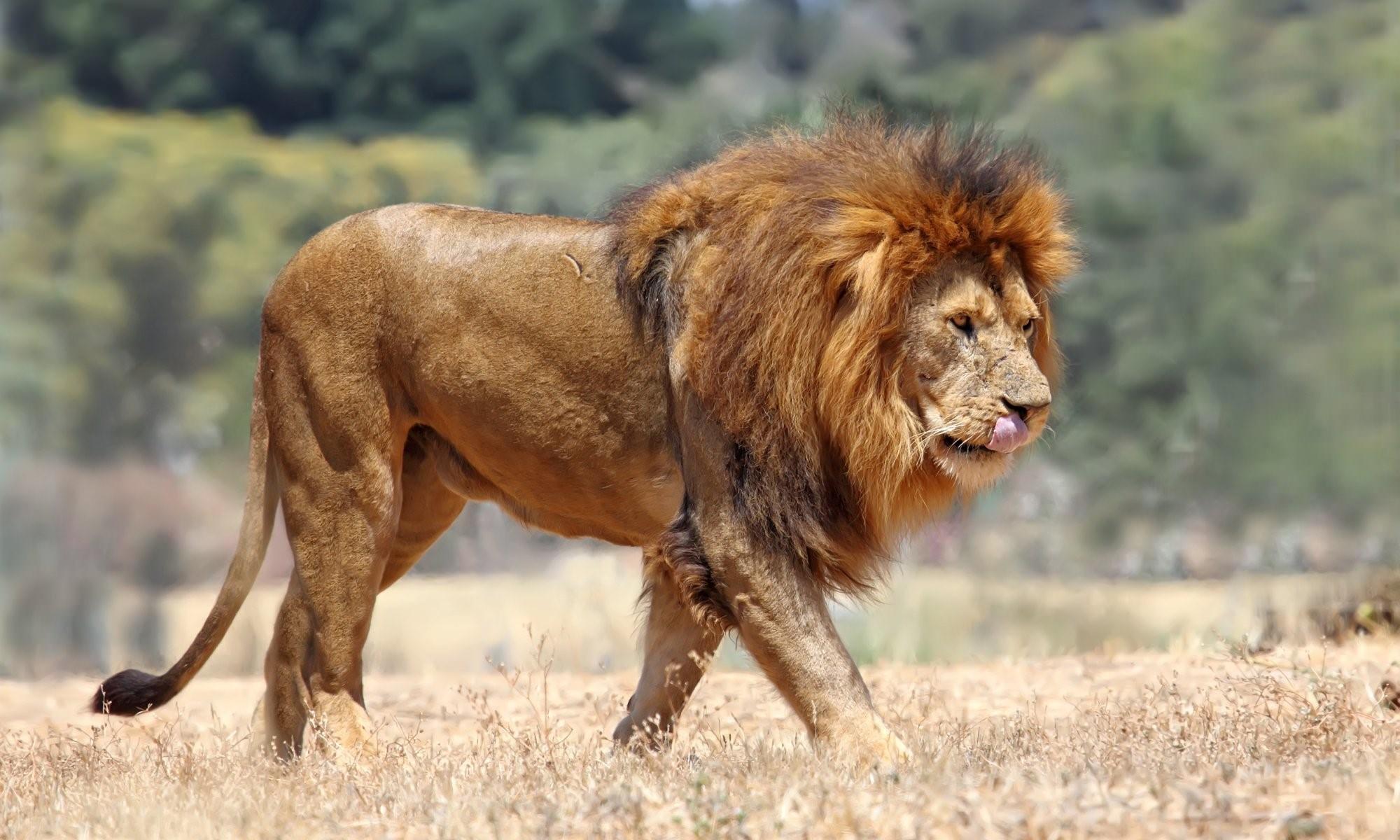 Какая сильный зверь. Североконголезский Лев. Львы в саванне. Panthera Leo senegalensis. Масайский Лев.