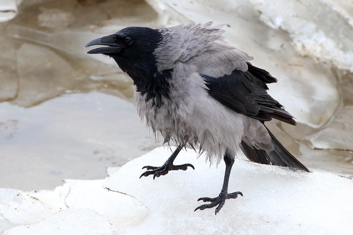 Лапка вороны. Серая ворона птица. Corvus cornix птица. Ареал серой вороны. Серая ворона самец.