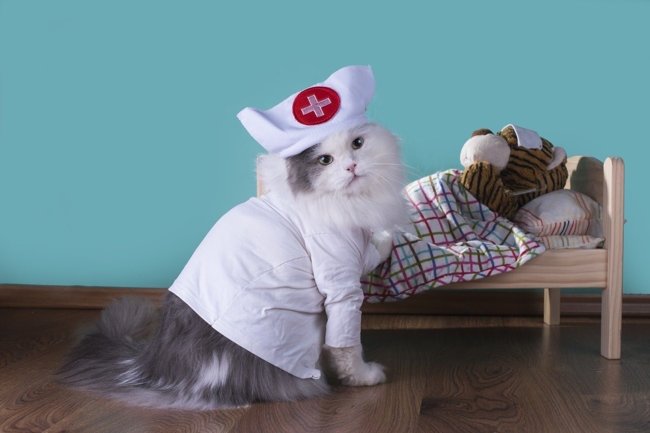 Кошка в костюме доктора