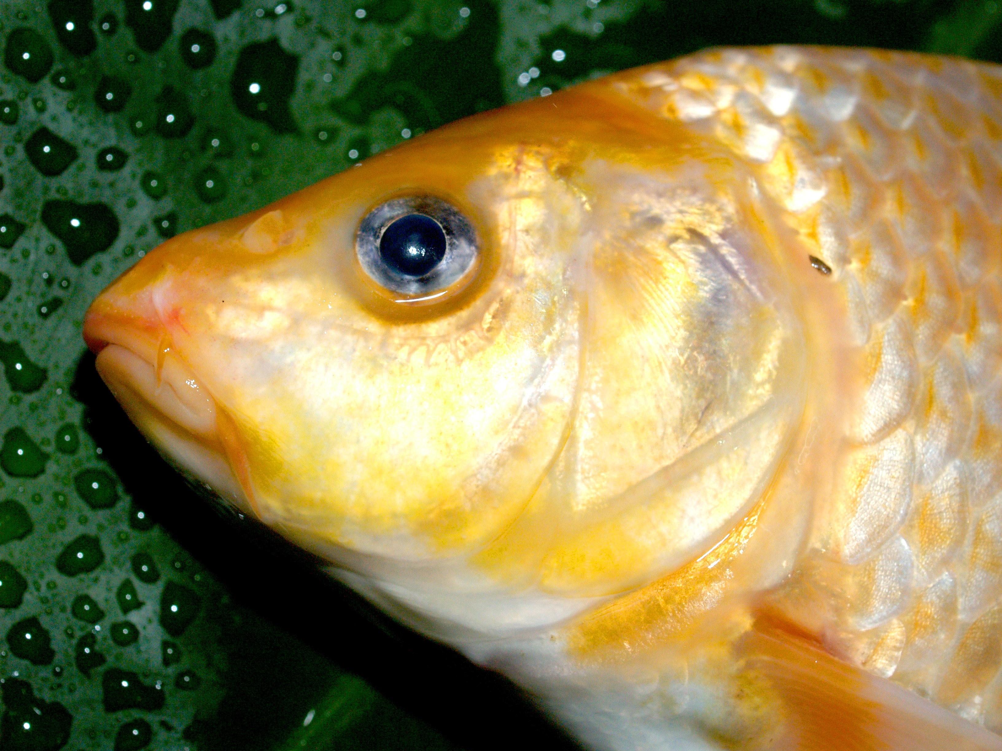 Рыбка золотого цвета. Золотистый Карп. Рыба Карп. Голова карпа. Рыба Карп золотистый.