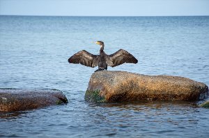 Птица баклан на чёрном море