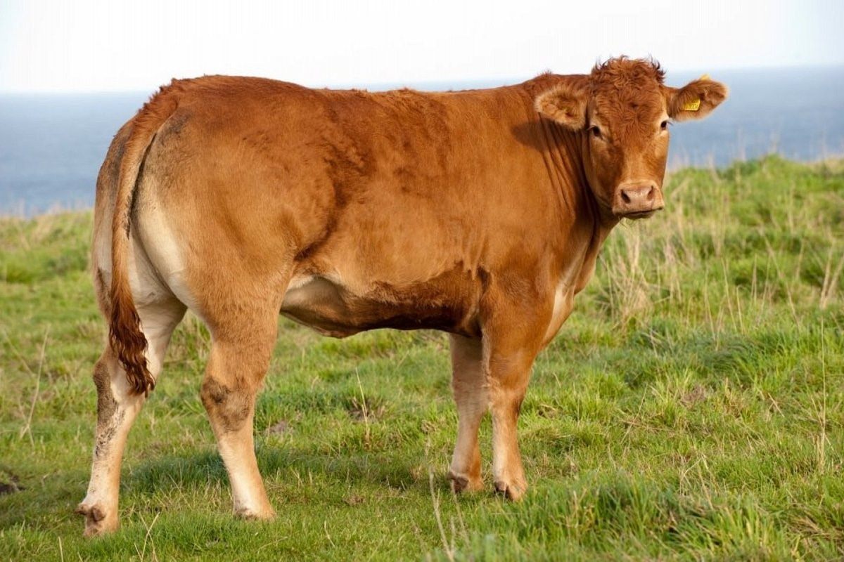 Мясные породы коров с фото